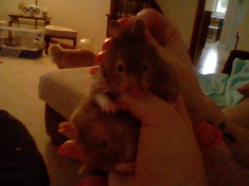  my hamster ROSE