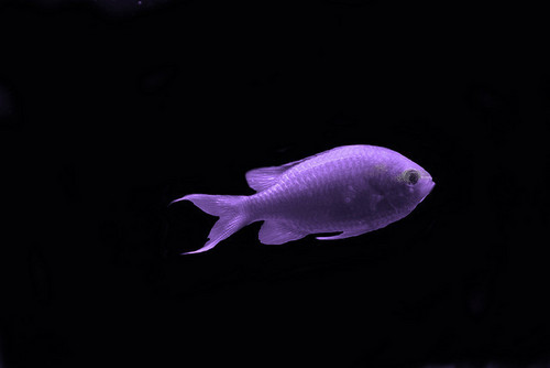  Purple ikan