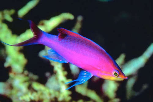  Purple рыба