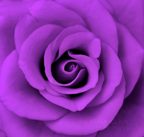  Purple mawar