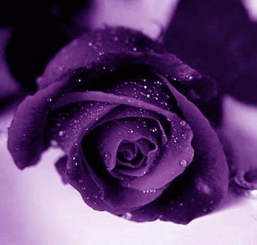  Purple mga rosas