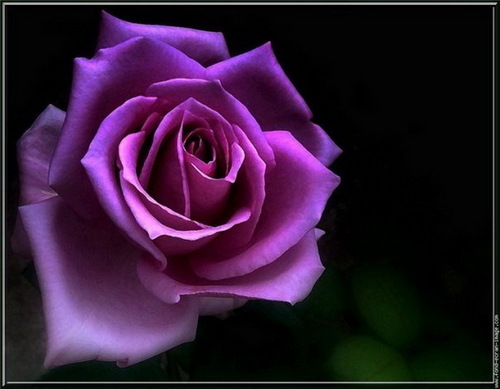  Purple Ros