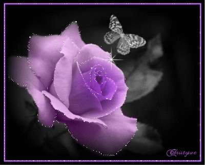  Purple 玫瑰