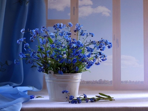  Blue fiori