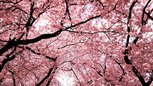  cerise blossoms