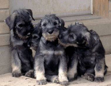 Cute Puppies ❤ 