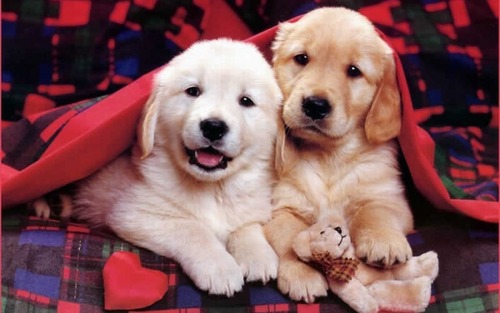  Cute cachorritos :)