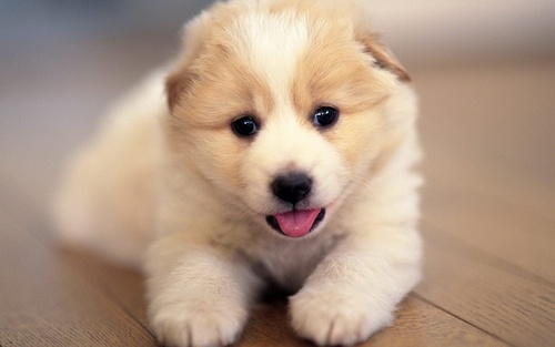  Cute 강아지 :)