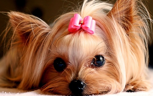  Cute 子犬 :)