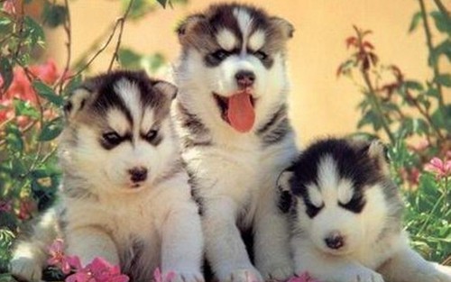 Cute Puppies :)