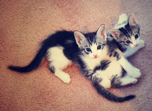  Kitties!