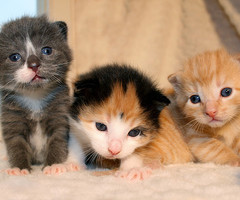  Kitties!