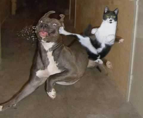  Ninja cat kickng dog butt