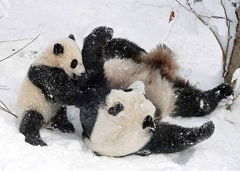  Pandas!