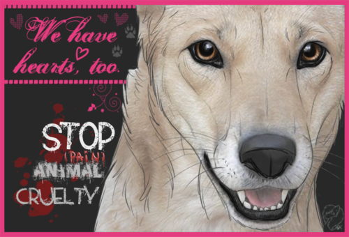 STOP Animal Cruely :(
