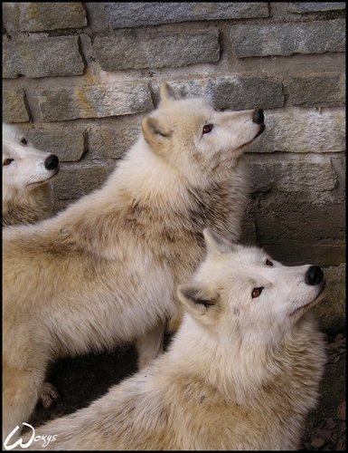  Wolves