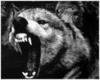 angry lobo