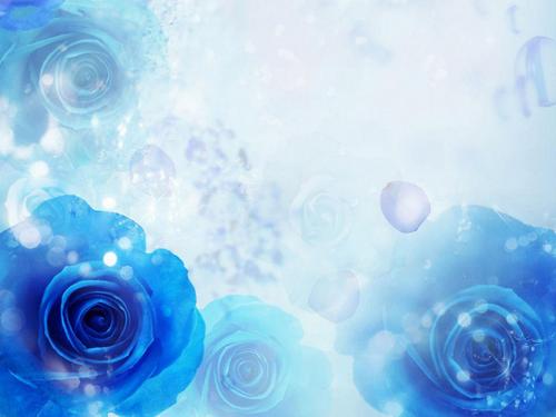  blue Розы Обои