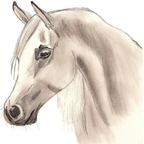  Arabian Horse