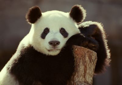 Cute Pandas!!!!