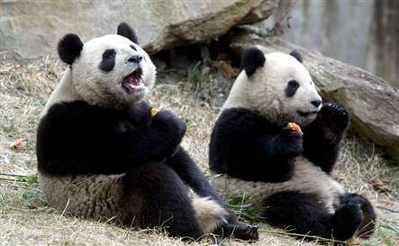 Cute Pandas!!!!