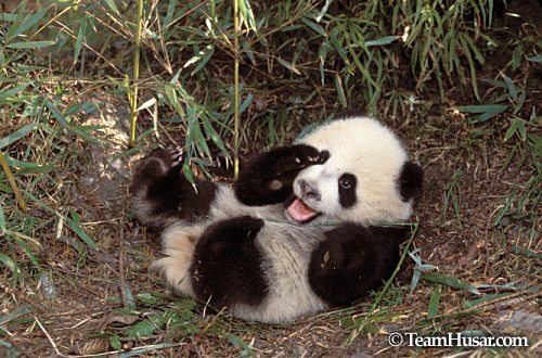  Cute Pandas!!!!
