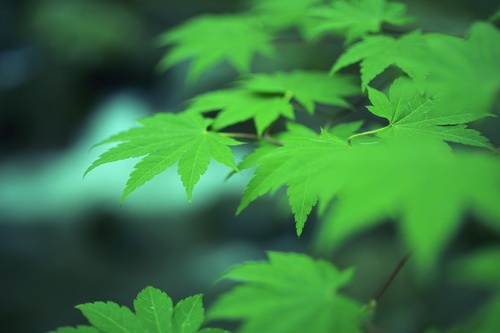  Green leaves