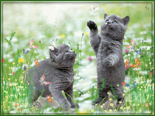  Kitties And borboletas For Dear Lily