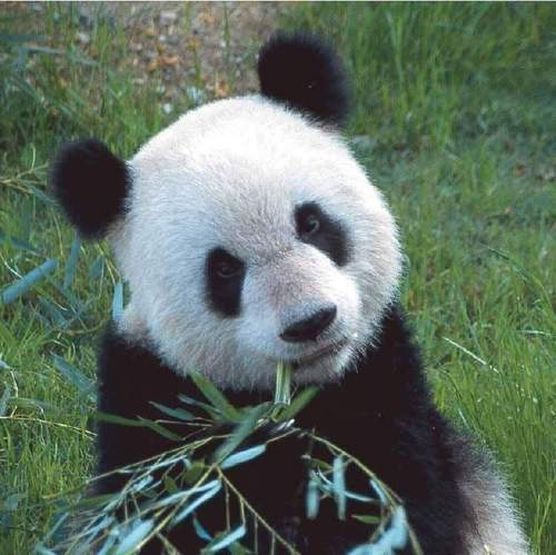  更多 Cute Pandas!