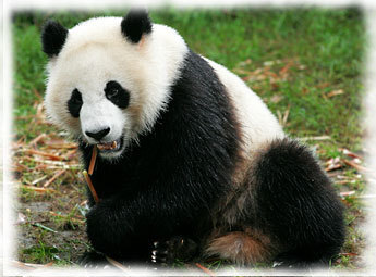  और Cute Pandas!