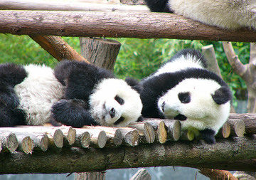 More Cute Pandas!