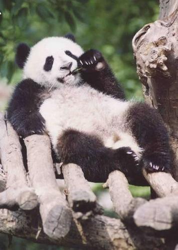 More Cute Pandas!
