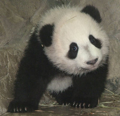  más Cute Pandas!