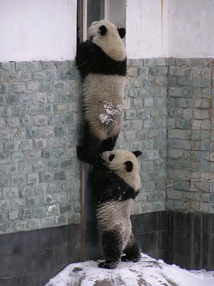  madami Cute Pandas!