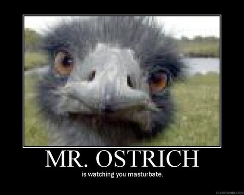  Mr. Ostrich...