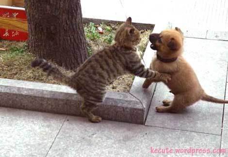 Puppies vs kittens