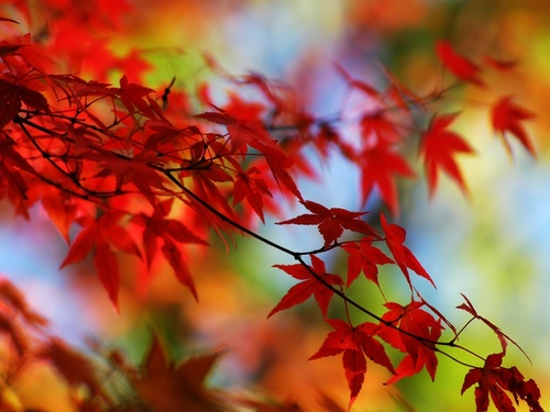  Red leaves