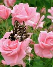  Розы And Бабочки For Susie ♥