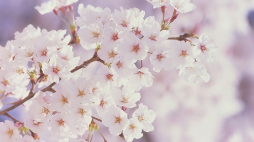  Spring 花