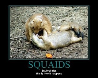  Squaids