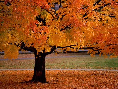  Trees in autumn
