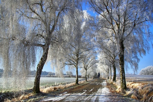  Trees in winter