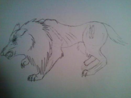 Wolf Drawings I did