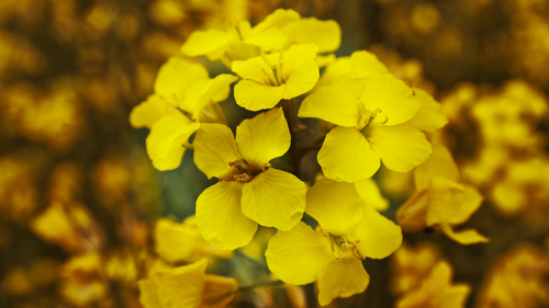  Yellowe fleurs