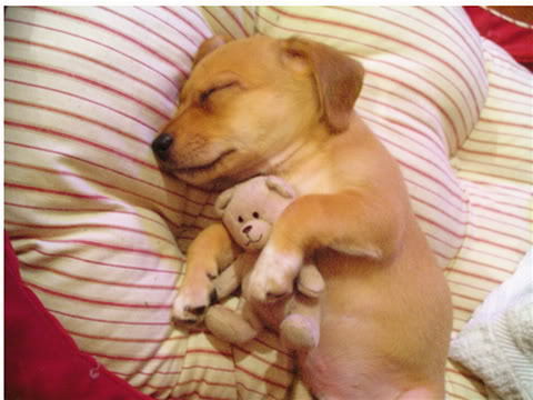 cute puppy with teddy bear