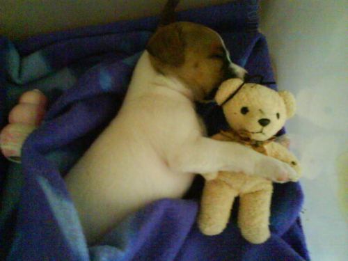  cute welpe with teddy bär