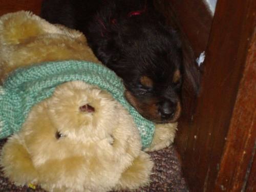 cute puppy with teddy bear