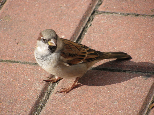  A sparrow