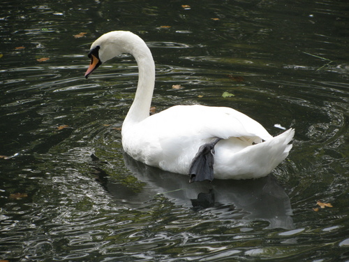  A angsa, swan