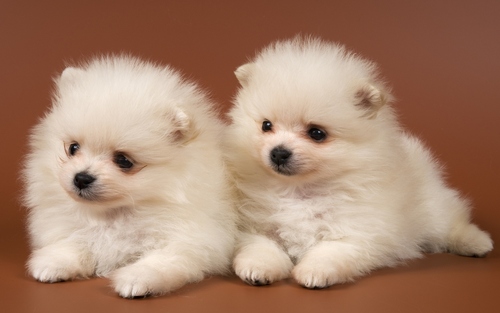 Adorable Puppies